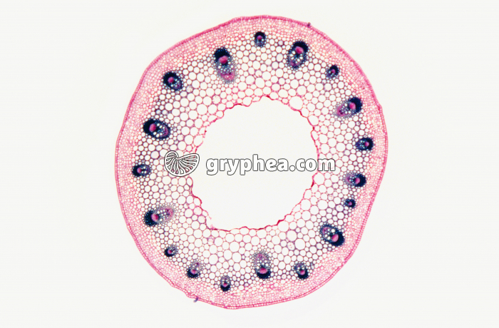 Tige de Renoncule CT x7 - gryphea.com
